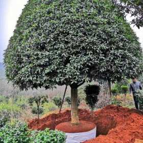 成都桂花樹(shù)批發(fā)  成都桂花樹(shù)批發(fā)價(jià)格