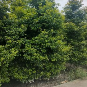 河南批發(fā)楨楠樹(shù)  四川七棵樹(shù)楨楠全國(guó)批發(fā)