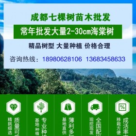 成都批發(fā)海棠樹(shù) 2-25公分海棠批發(fā)價(jià)銷售