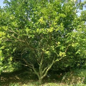 四川批發(fā)柚子樹 10至30公分柚子樹批發(fā)