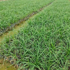 成都批發(fā)麥冬 七棵樹(shù)工程綠化小苗綠化