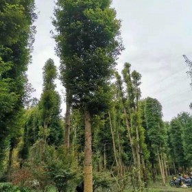 楨楠樹(shù)  10公分工程用細(xì)葉塔形獨(dú)桿 綠化工程用