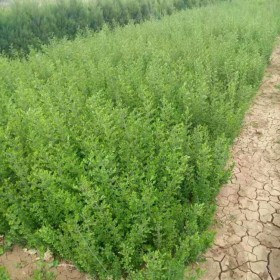 成都批發(fā)灌木 40公分小葉女貞