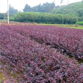 成都批發(fā)紅繼木 40-60公分地苗杯苗 七棵樹(shù)苗木批發(fā)