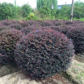 成都批發(fā)紅繼木球  貨源充足價(jià)格低 七棵樹(shù)苗圃