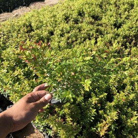 成都灌木批發(fā)基地 萬(wàn)畝滿天星 自產(chǎn)自銷