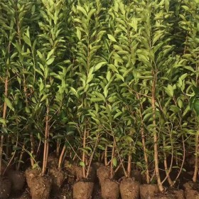 成都批發(fā)法國(guó)冬青苗 高度20公分至3米  現(xiàn)貨供應(yīng)