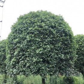 四川桂花樹(shù)批發(fā)  8至15公分 精品傘型養(yǎng)護(hù)樹(shù)型