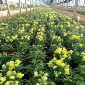 成都金魚(yú)草基地批發(fā) 雙色杯金魚(yú)草地苗杯苗