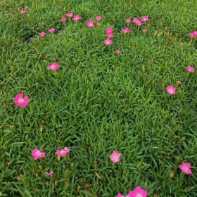 成都石竹批發(fā) 石竹杯苗 綠化工程苗  石竹種植基地直銷