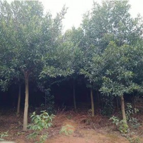 成都杜英樹(shù)批發(fā) 5-13cm米徑 規(guī)格齊全移栽樹(shù) 易存活