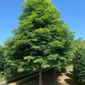 長(zhǎng)春批發(fā)楨楠樹(shù) 12公分左右細(xì)葉楨楠樹(shù)  原產(chǎn)地直銷