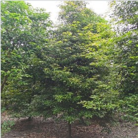 石家莊批發(fā)楨楠樹 3cm-30cm楨楠樹全國批發(fā)  基地種植價