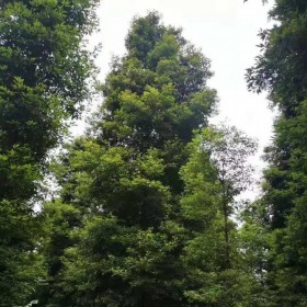 太原批發(fā)楨楠樹 基地楨楠全國銷售  2-20公分金字塔數(shù)型