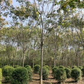 欒樹  5-7-9-11-13公分北欒 高品質(zhì) 基地常年供應