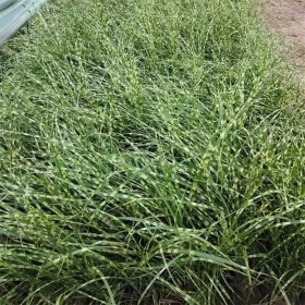 斑葉芒  水生植物 公園小區(qū)綠化苗木藻木 七棵樹(shù)園林