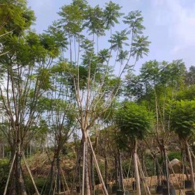 藍(lán)花楹 綠化園林景觀類用樹 全冠移植樹 七棵樹園林