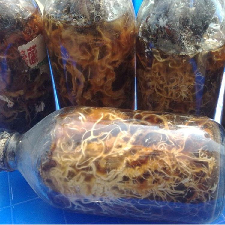 產(chǎn)地直銷天麻種 豬苓使用的蜜環(huán)菌 品種米麻種 0代種