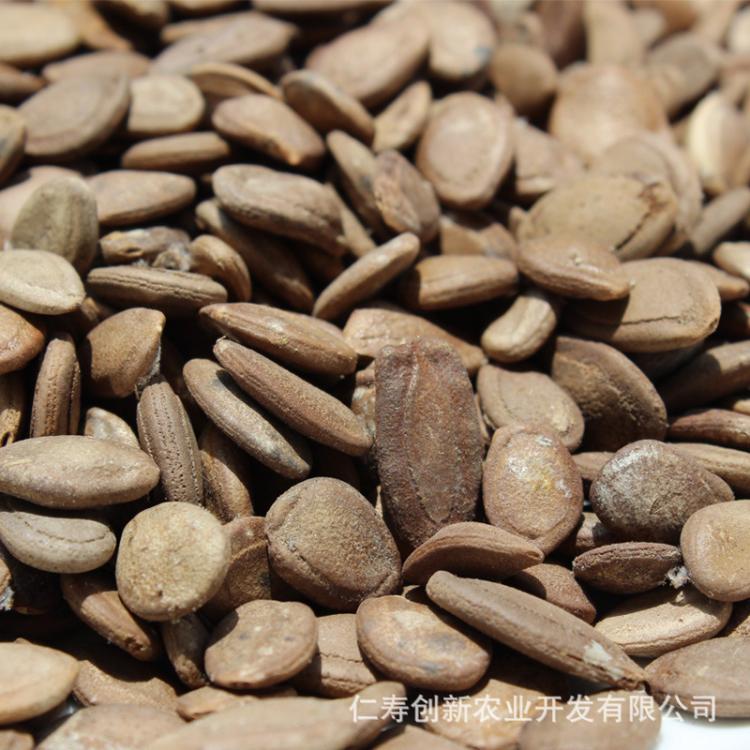 供應批發(fā)瓜蔞種子基地直發(fā)，量大從優(yōu)