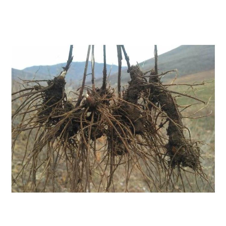 供應(yīng)批發(fā)蒼術(shù)種苗種植基地直銷，量大從優(yōu)