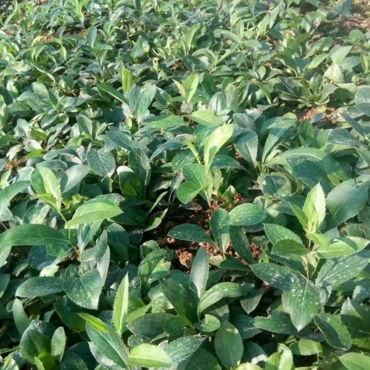 供應批發(fā)蒼術種子種植基地直銷，量大從優(yōu)