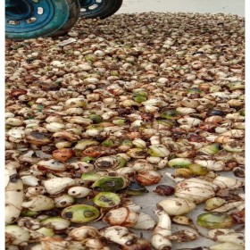 毛慈菇種子種苗供應 基地直銷 量大從優(yōu)