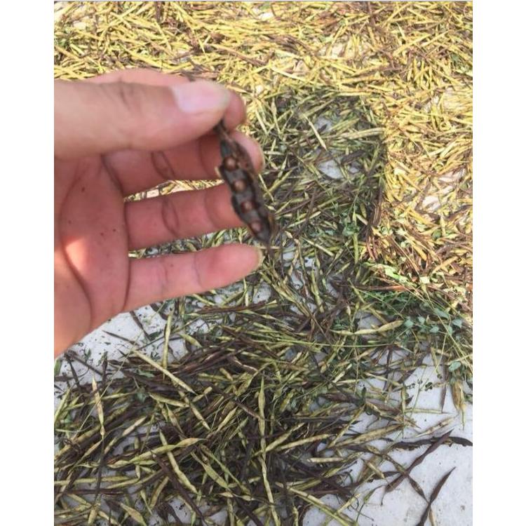 中藥材種子種苗批發(fā) 苦參種子基地直發(fā) 量大從優(yōu)