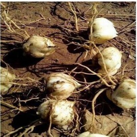 四川廠家直銷供應(yīng)龍牙百合種球 藥用食用百合種球苗價(jià)格 歡迎咨詢