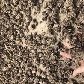 川芎苗種 產(chǎn)地直銷