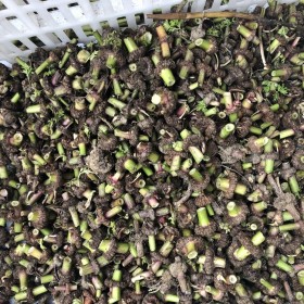 川芎種子生產(chǎn)廠家批發(fā)售賣 價(jià)格實(shí)惠