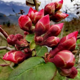 成都皺皮木瓜苗供應批發(fā) 基地選苗 量大從優(yōu)