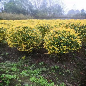 四川金禾女貞球批發(fā)基地 金禾女貞基地直銷 金禾女貞球價(jià)格