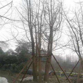 四川叢生銀杏樹批發(fā) 大量批發(fā)銀杏樹