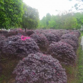 成都苗圃直銷(xiāo)紅花繼木球 紅花繼木球銷(xiāo)售 紅花繼木球批發(fā)