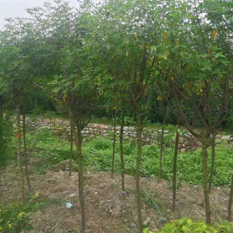 成都黃花槐批發(fā) 黃花槐價格 園藝場批發(fā)黃花槐 供應(yīng)黃花槐3cm