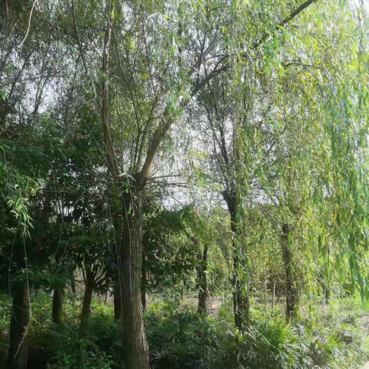 四川柳樹批發(fā) 風景樹柳樹 農(nóng)村垂柳樹