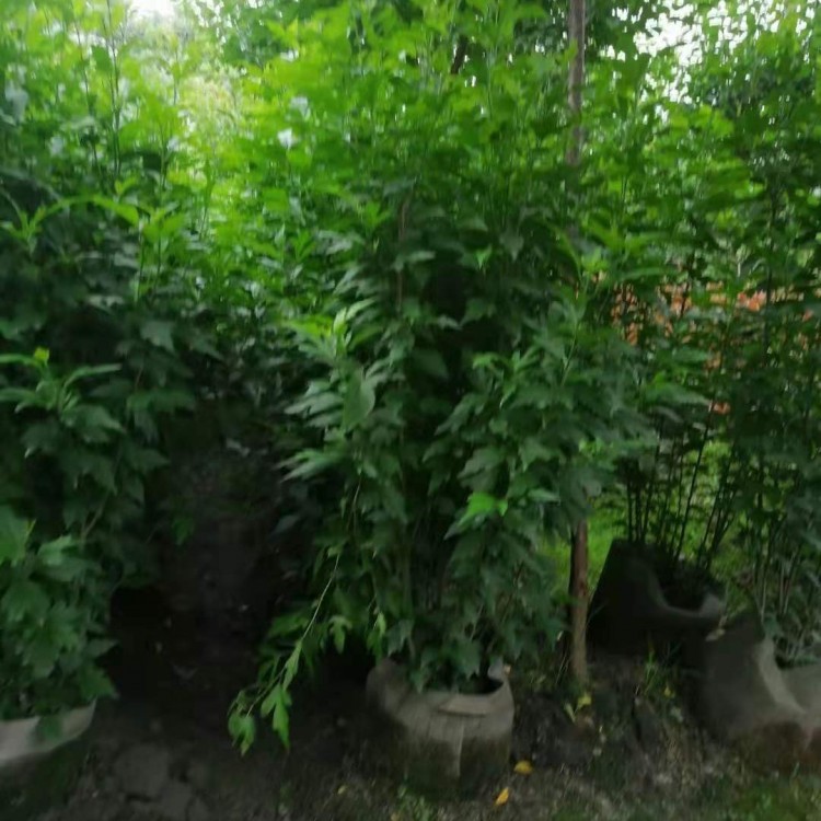 苗圃現(xiàn)挖出售株高80-150公分木槿花 粉色花系 公園景區(qū)觀賞花卉