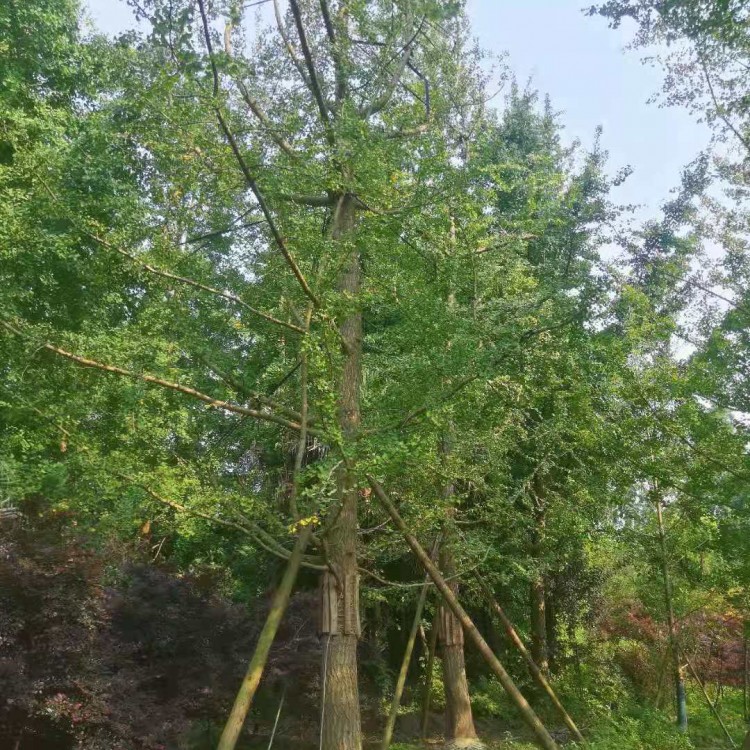 成都銀杏樹批發(fā) 綠化銀杏樹批發(fā) 銀杏樹價格