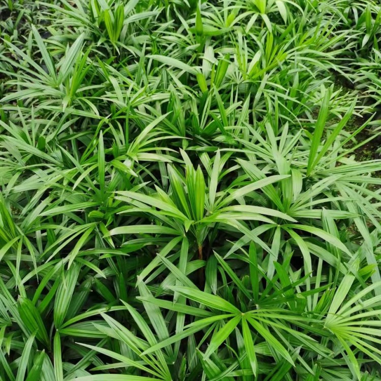 棕竹批發(fā) 細(xì)葉棕竹袋苗 移植苗 大量供應(yīng)基地直供歡迎詢價