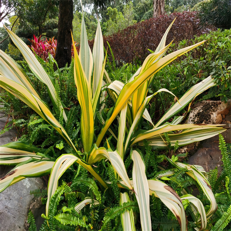 三七皂苷T5 中藥對(duì)照品標(biāo)準(zhǔn)品 僅供實(shí)驗(yàn) HPLC≥98% 科研用品  三大圖譜