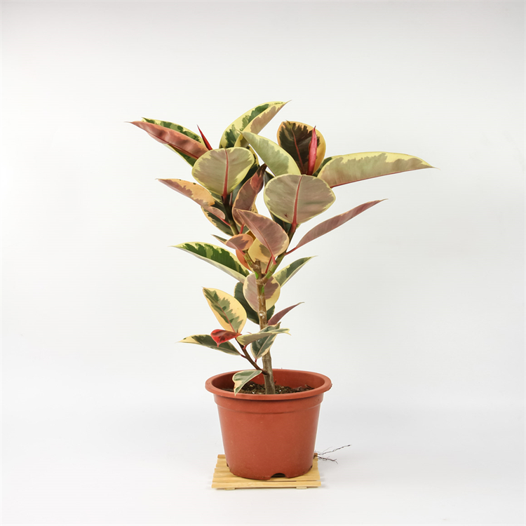 延胡索單酚堿  6018-40-2 對(duì)照品 標(biāo)準(zhǔn)品  科研實(shí)驗(yàn)專用 高純98%