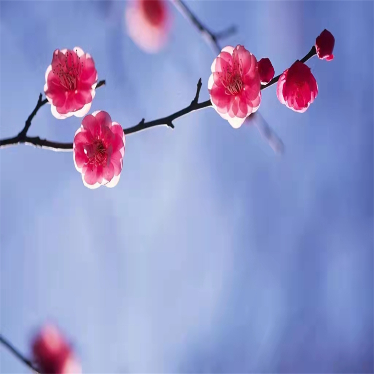 水楊苷  138-52-3   hplc98%  對(duì)照品 自制標(biāo)準(zhǔn)品  三大圖譜  科研用品