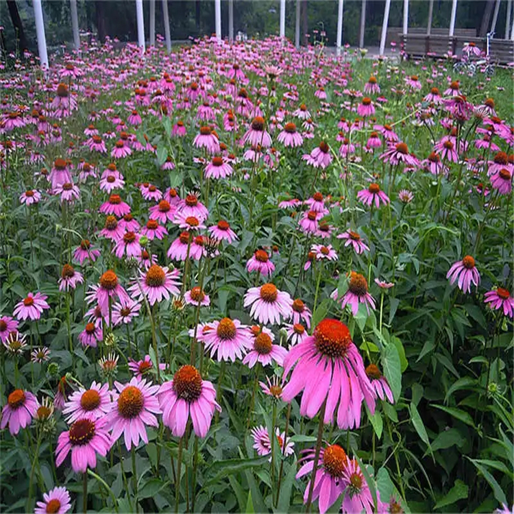 1085273-49-9 中檢院 對照品 中藥標準品 純度98% 三大圖譜