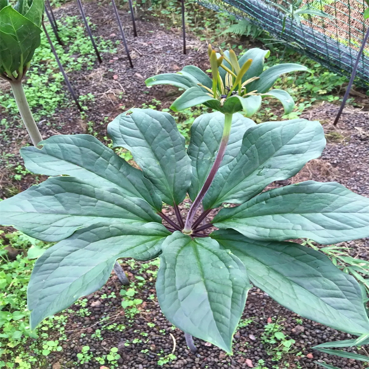 5-O-咖啡酰莽草酸 73263-62-4 中藥對照品標準品