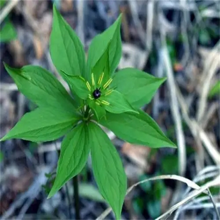 7,4'-二羥基黃酮  2196-14-7 中藥對照品標準品 純度98%