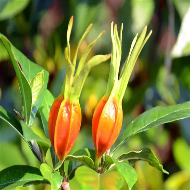 醉茄內(nèi)酯A 32911-62-9 對照品標(biāo)準(zhǔn)品 純度98% 圖譜全