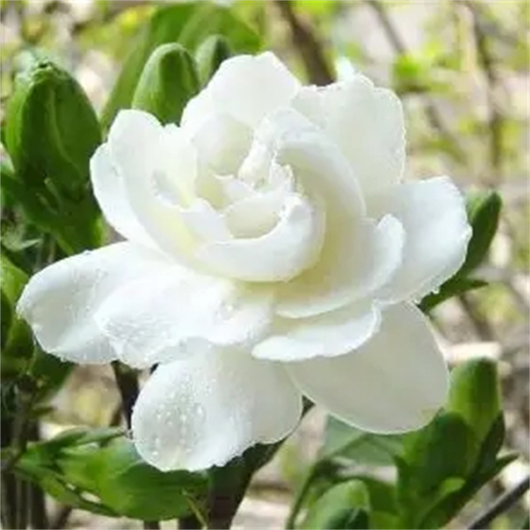 白樺脂酸 中藥標(biāo)準(zhǔn)品 對照品 純度高 圖譜全 科研用品