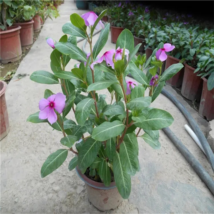 邪蒿素 523-59-1 HPLC≥98% 中藥對(duì)照品 標(biāo)準(zhǔn)品廠家 科研專用