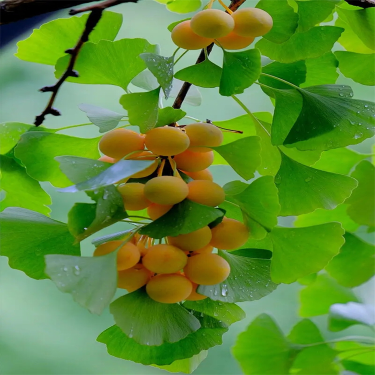 7336-33-6 中藥對照品 標準品 科研實驗專用 圖譜全 純度高