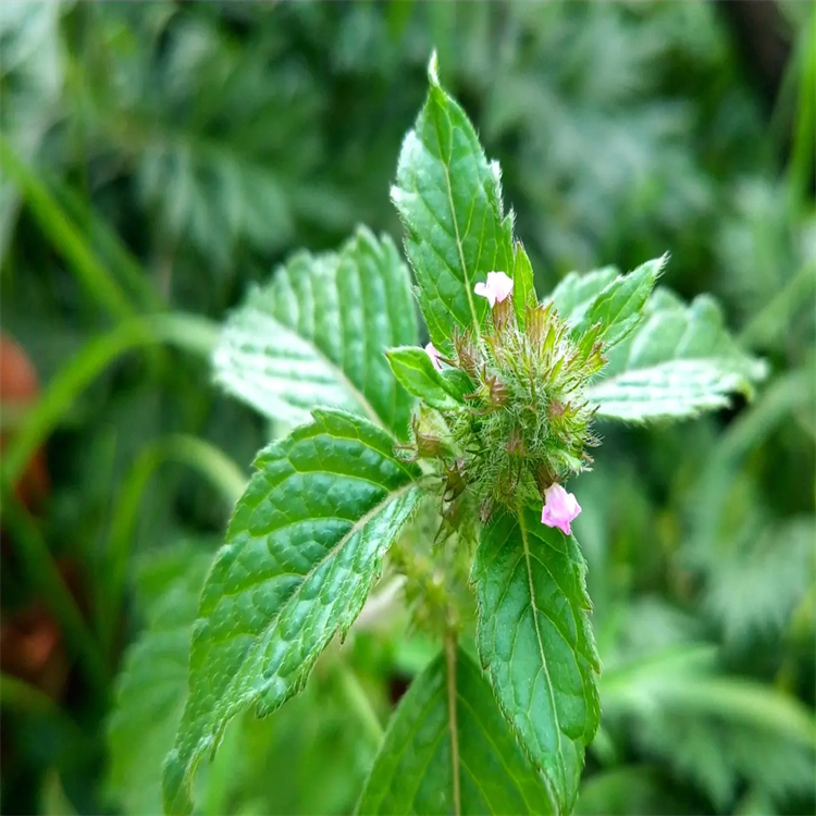 4-羥基肉桂酸 4501-31-9 中藥對(duì)照品標(biāo)準(zhǔn)品廠家 純度98%